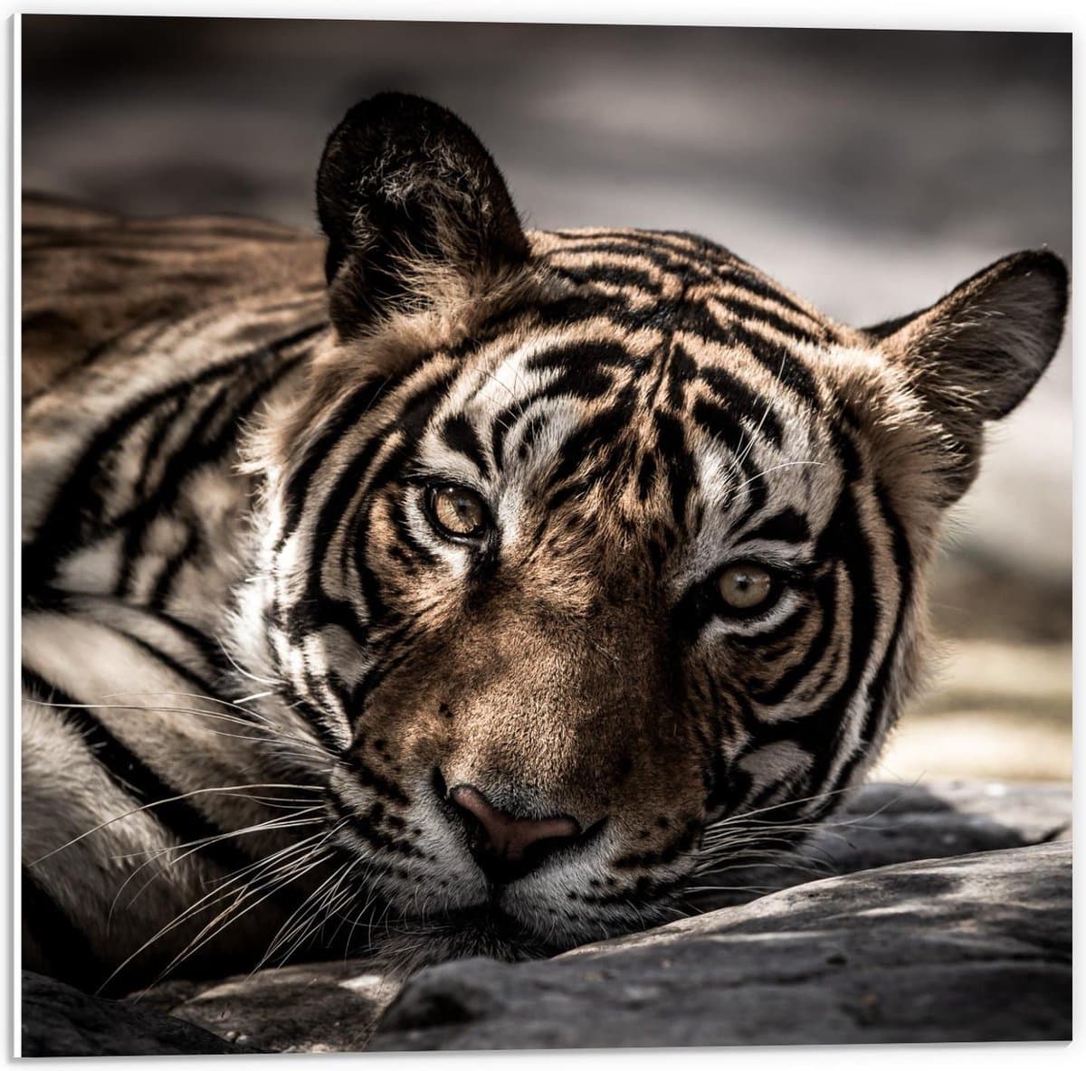 Forex - Liggende Tijger in de Schaduw - 50x50cm Foto op Forex