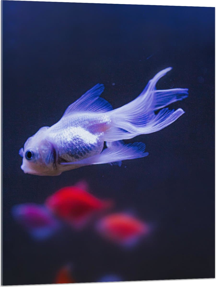 Acrylglas - Mooie Witte Vis in het Aquarium - 75x100 cm Foto op Acrylglas (Wanddecoratie op Acrylaat)