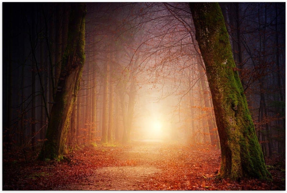 Poster – Bospad in de Herfst - 120x80cm Foto op Posterpapier