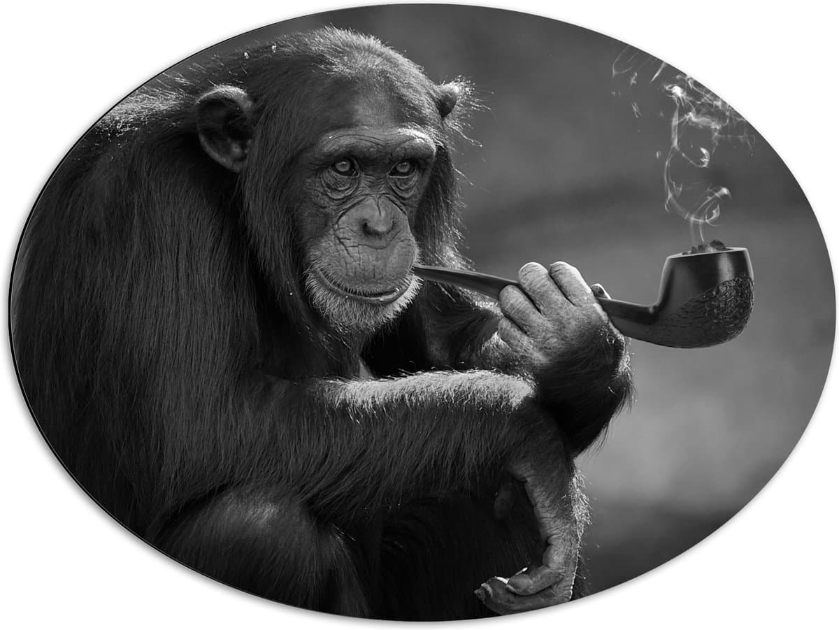Dibond Ovaal - Chimpansee Aap Rokend aan Pijp (Zwart- wit) - 80x60 cm Foto op Ovaal (Met Ophangsysteem)