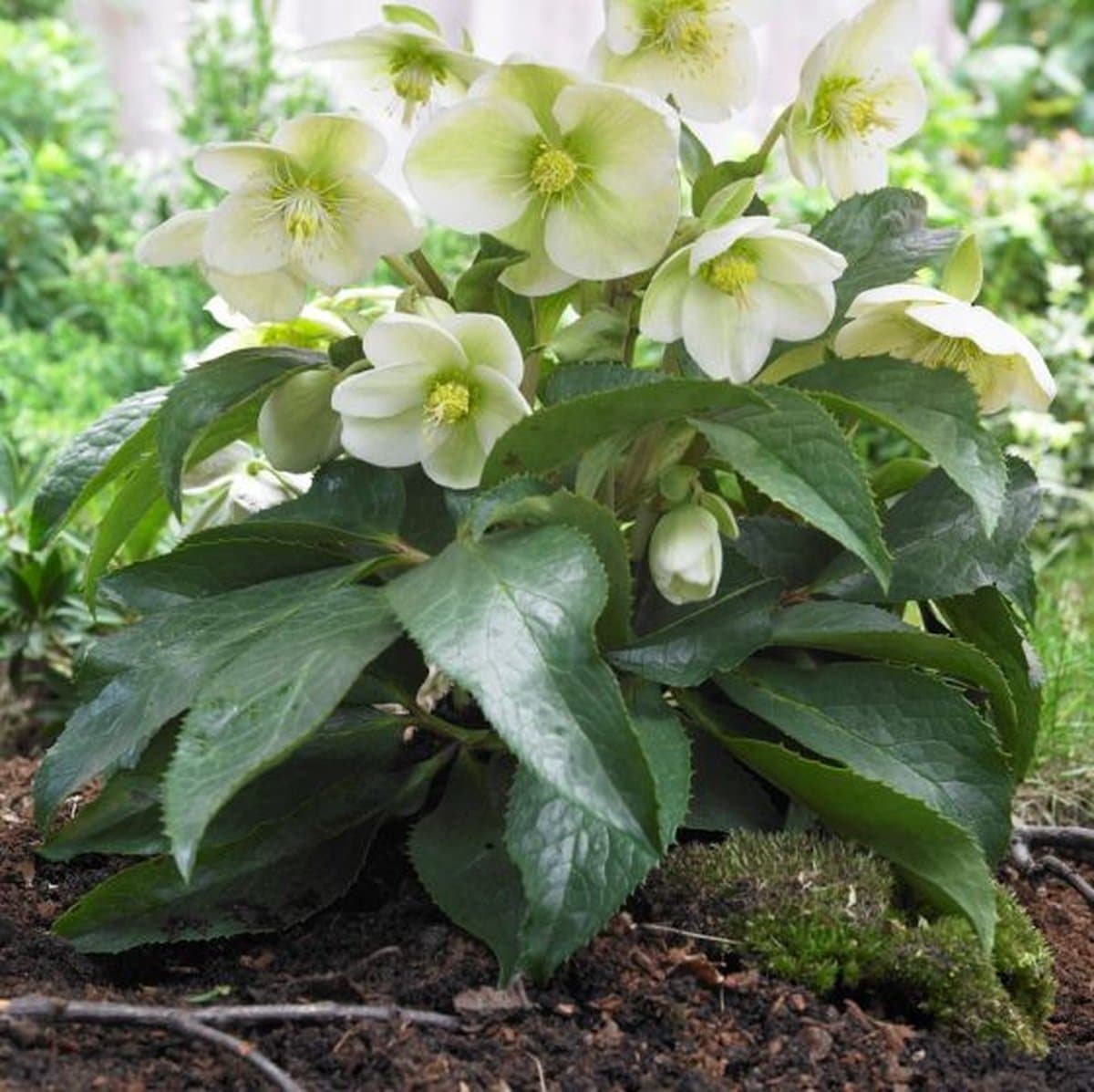 8 x Kerstroos XL Wit - Wintergroene Vaste Plant - Helleborus niger in C2(liter) pot met hoogte 0 - 30cm