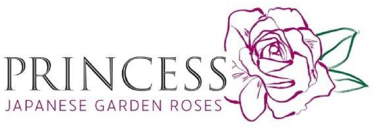24x Rosa gard.princess miyuki 50cm