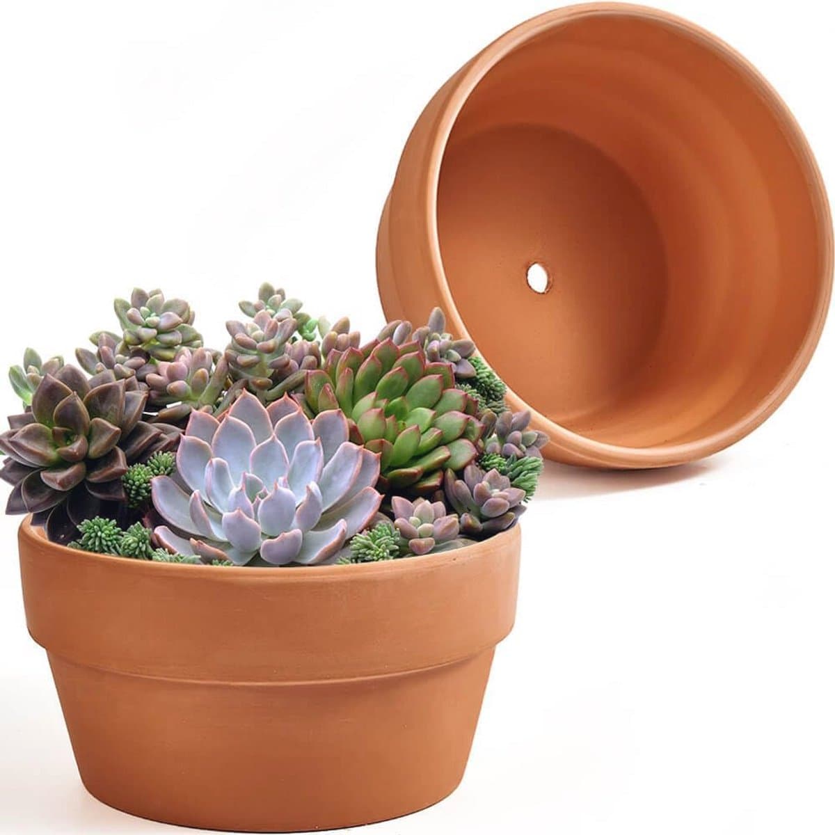 Ondiepe Terracotta Pot 20 cm voor Vetplanten - Set van 2 met Drainagegat