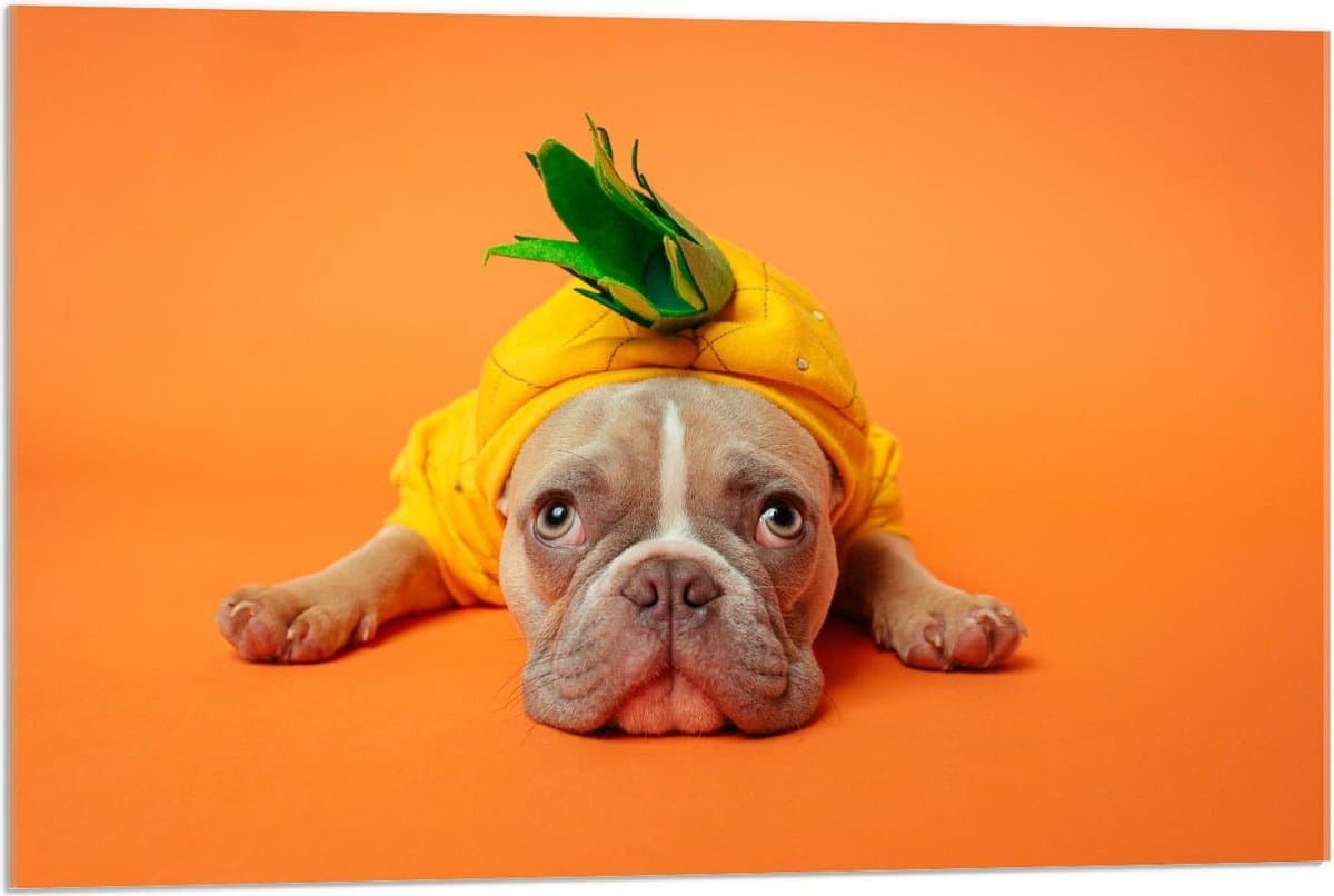 Acrylglas - Hond met Ananas Pak op Oranje Achtergrond  - 90x60cm Foto op Acrylglas (Met Ophangsysteem)