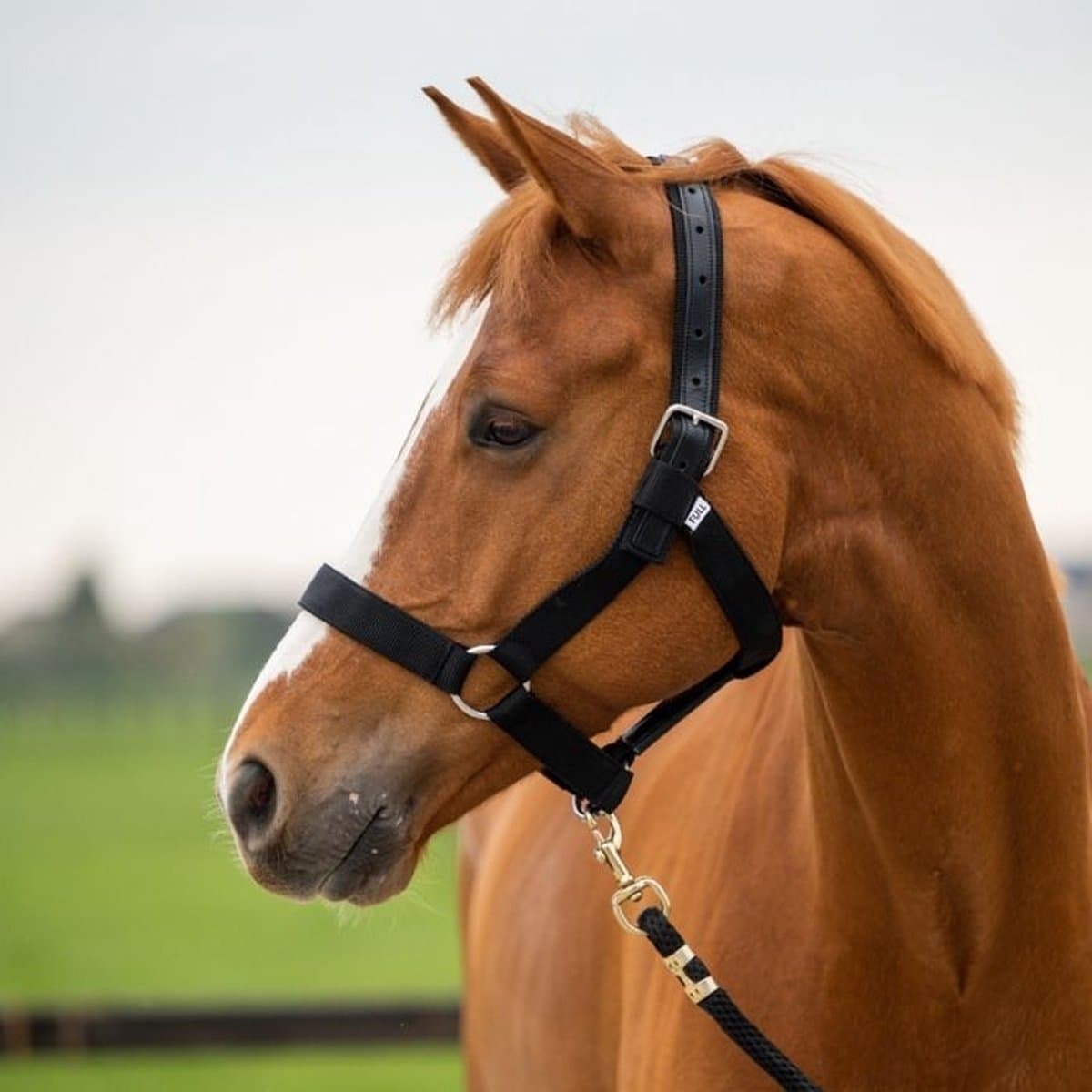 Showtime Stal halster extra strong - Black - Full