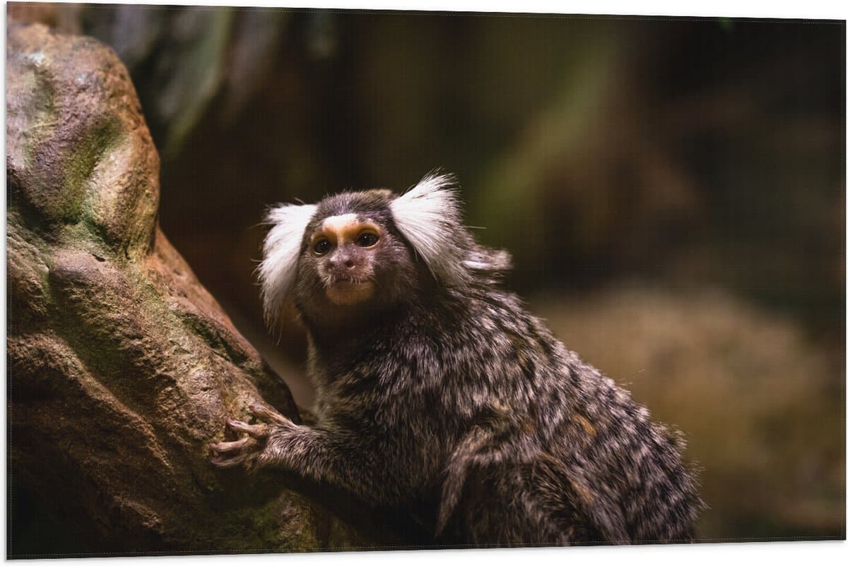 Vlag - Omhoogkijkende Marmoset Aap op Rots - 90x60 cm Foto op Polyester Vlag