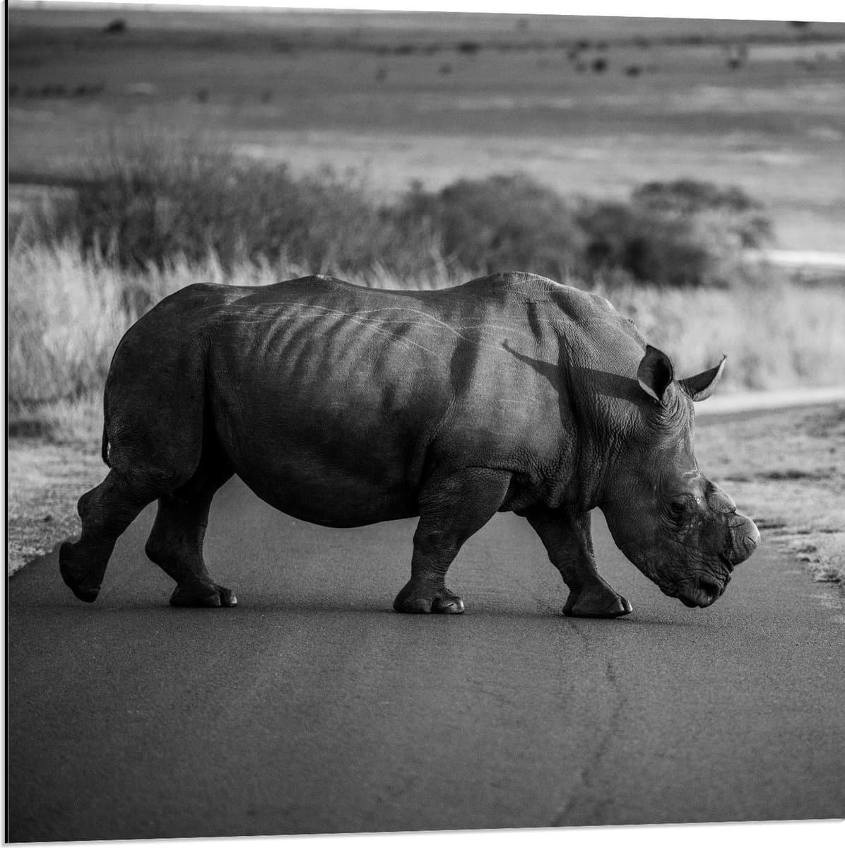 Dibond - Wandelende Neushoorn over de Weg - 80x80cm Foto op Aluminium (Wanddecoratie van metaal)
