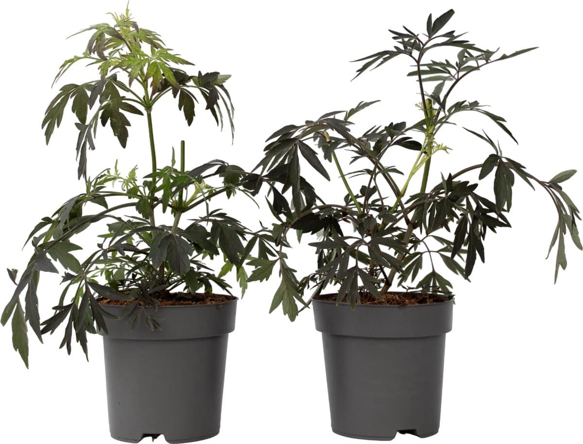 Plant in a Box - Sambucus nigra 'Black Lace' - Set van 2 - Donkerbladerige vlierbes met prachtige roze-witte bloemen - Pot 17cm - Hoogte 25-40cm