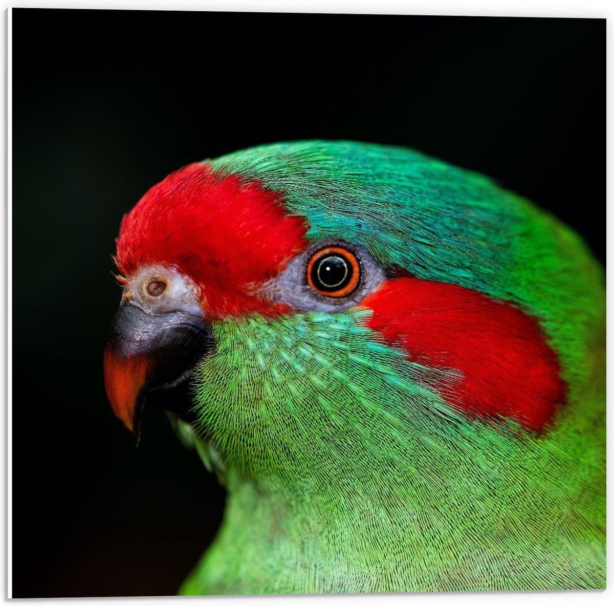 KuijsFotoprint - Schilderij - Rood/groene Vogel Zwarte Achtergrond - Zwart, Groen En Rood - 50 X 50 Cm