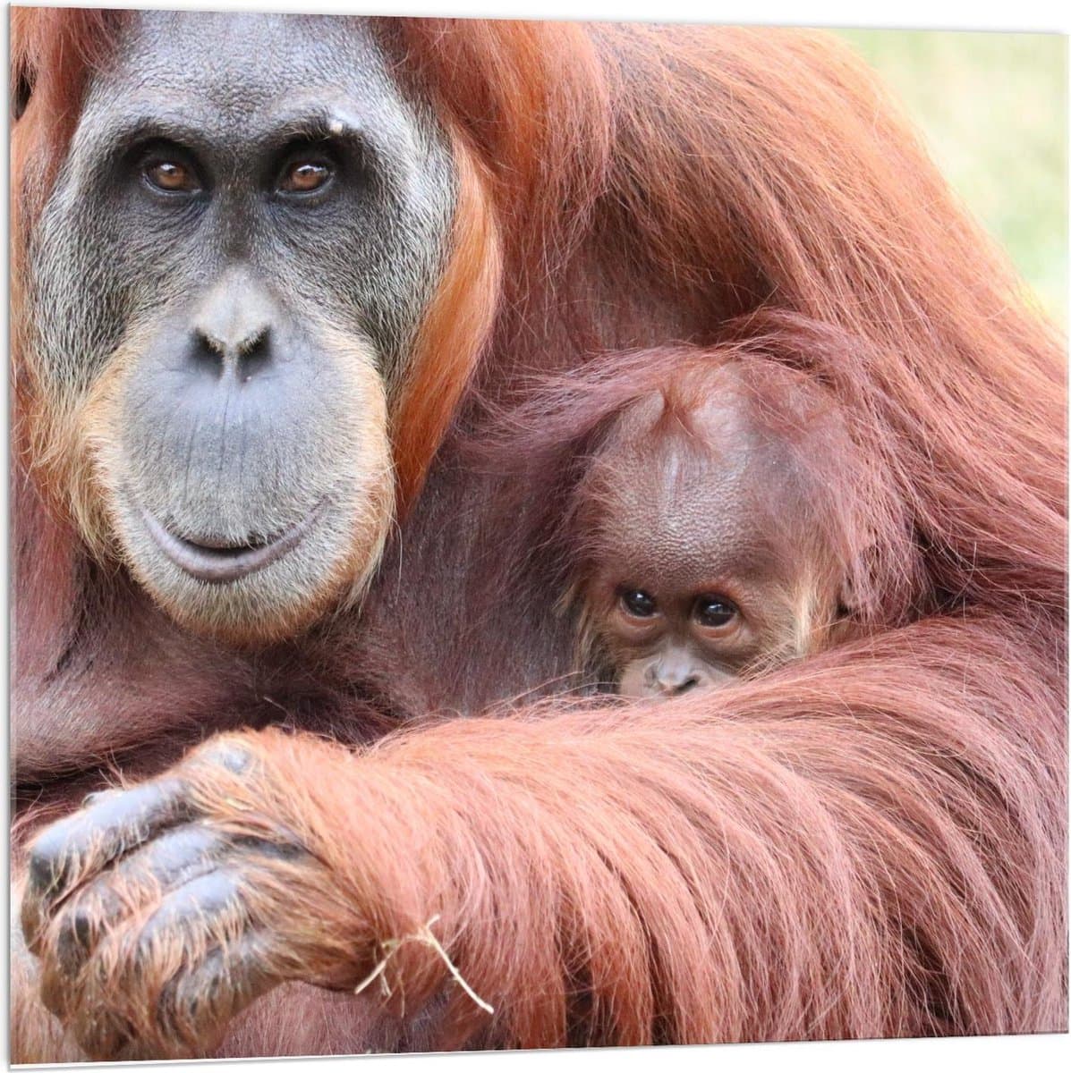 Acrylglas - Orang-Oetang met Baby Aapje - 100x100cm Foto op Acrylglas (Met Ophangsysteem)