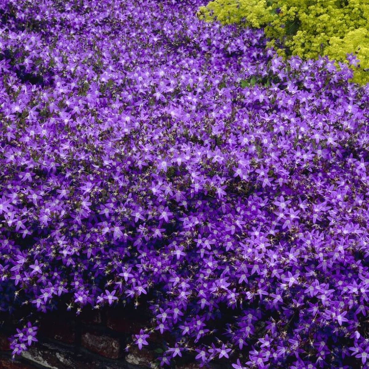 12 x Klokjesbloem Blauw/Paars 'Blauranke' - Wintergroene Bodembedekker - Campanula poscharskyana 'Blauranke' in 9x9 pot met hoogte 0-10cm