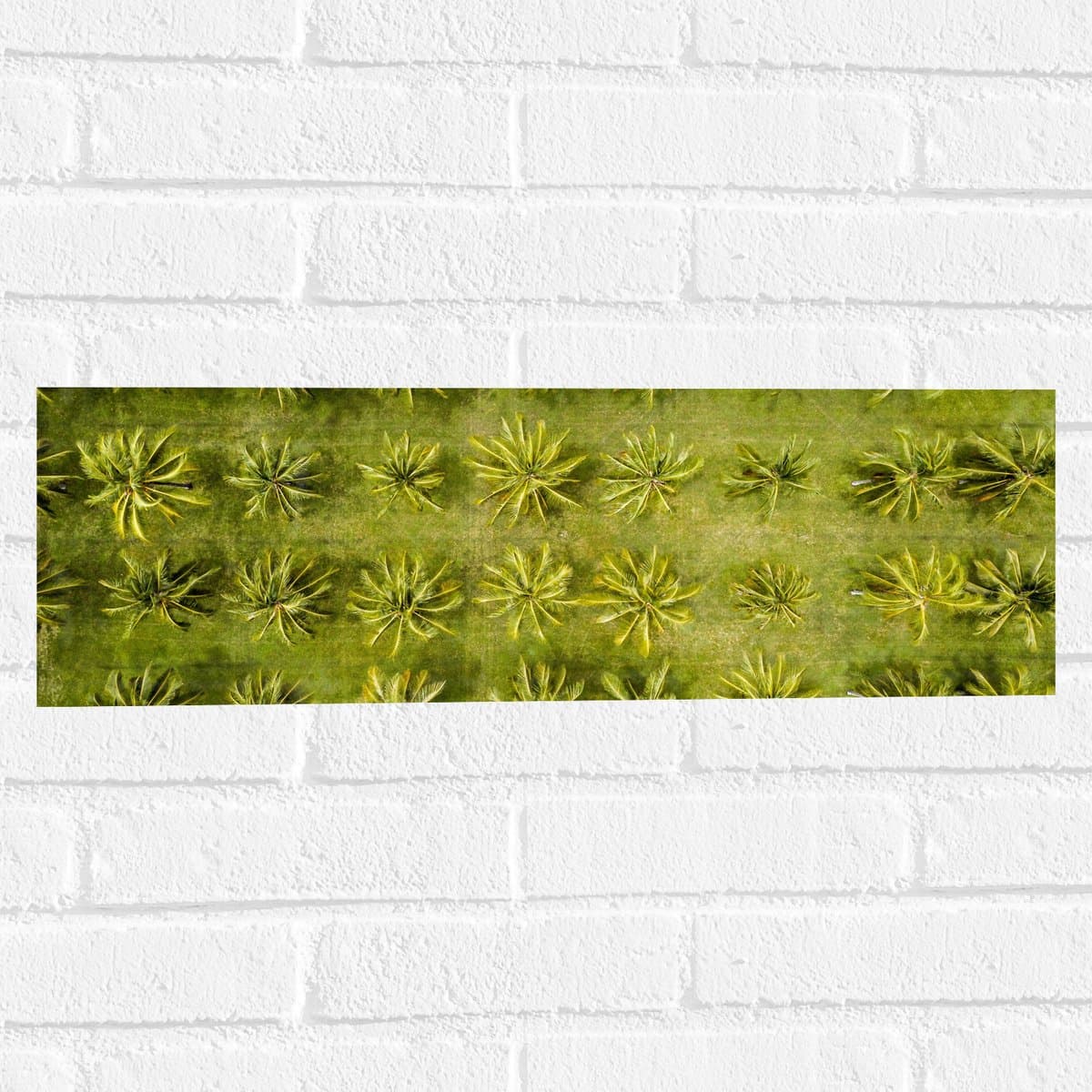Muursticker - Veld met Palmbomen vanaf boven - 60x20 cm Foto op Muursticker