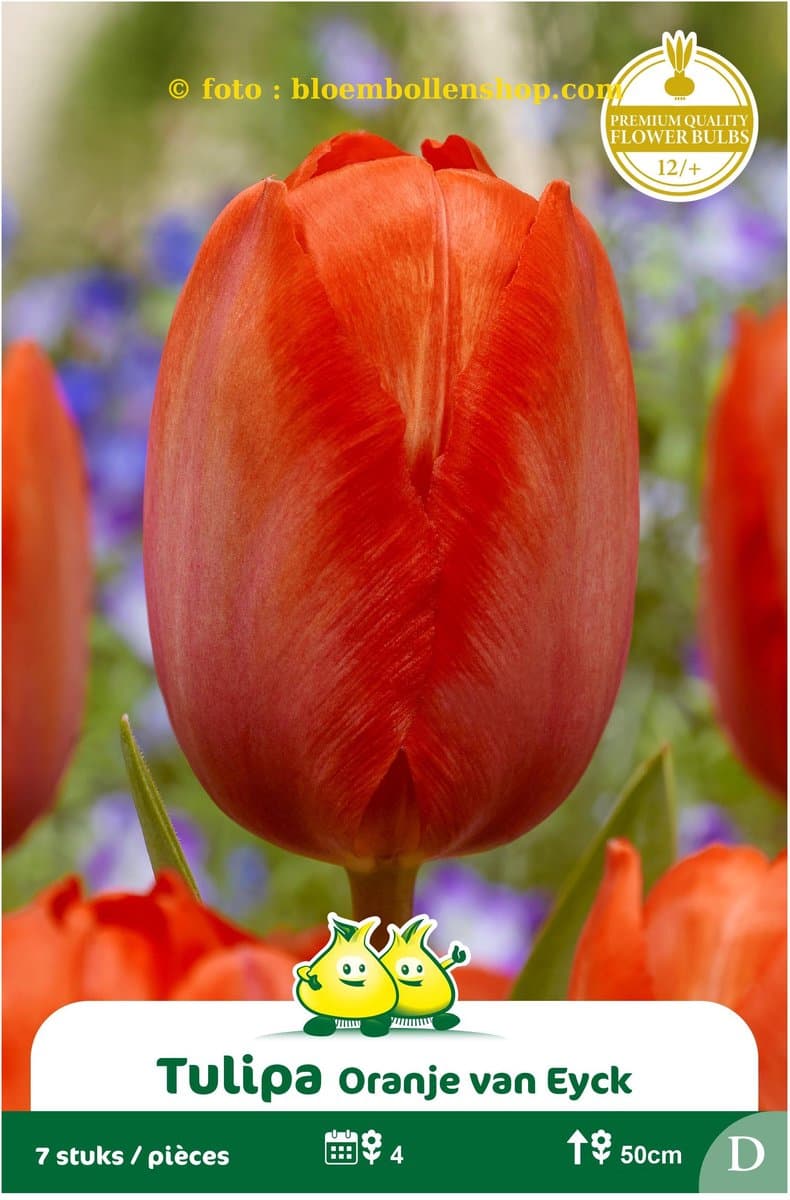 25 bollen tulpen oranje van Eyck maat 12/+