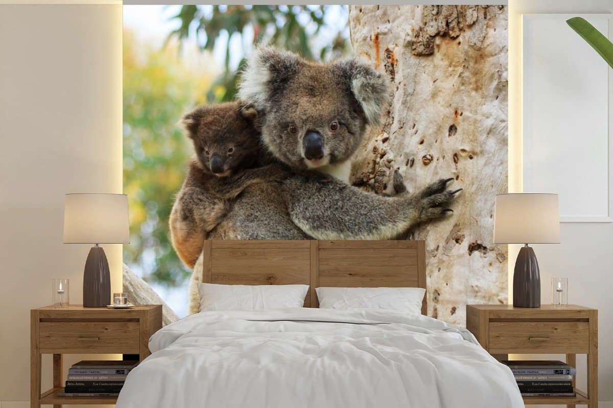 Behang - Fotobehang Koala's - Kind - Boom - Kinderen - Jongetje - Meiden - Breedte 300 cm x hoogte 300 cm