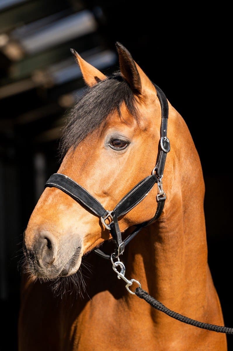 Showtime Halster Wisconsin Black-Silver - Pony