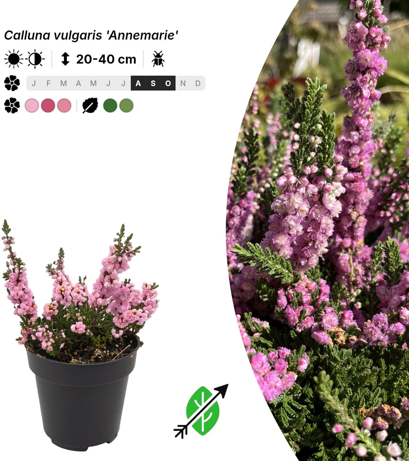 Singleplants - 6x Calluna vulgaris 'Annemarie' - Pot P9,5 - bodembedekker - in bloeiperiode