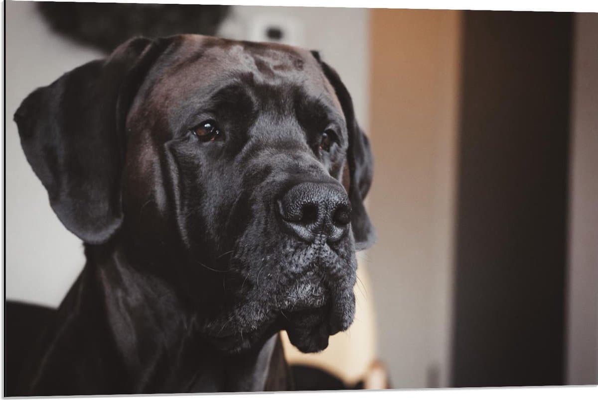 Dibond - Hoofd van Zwarte Hond - 90x60cm Foto op Aluminium (Met Ophangsysteem)