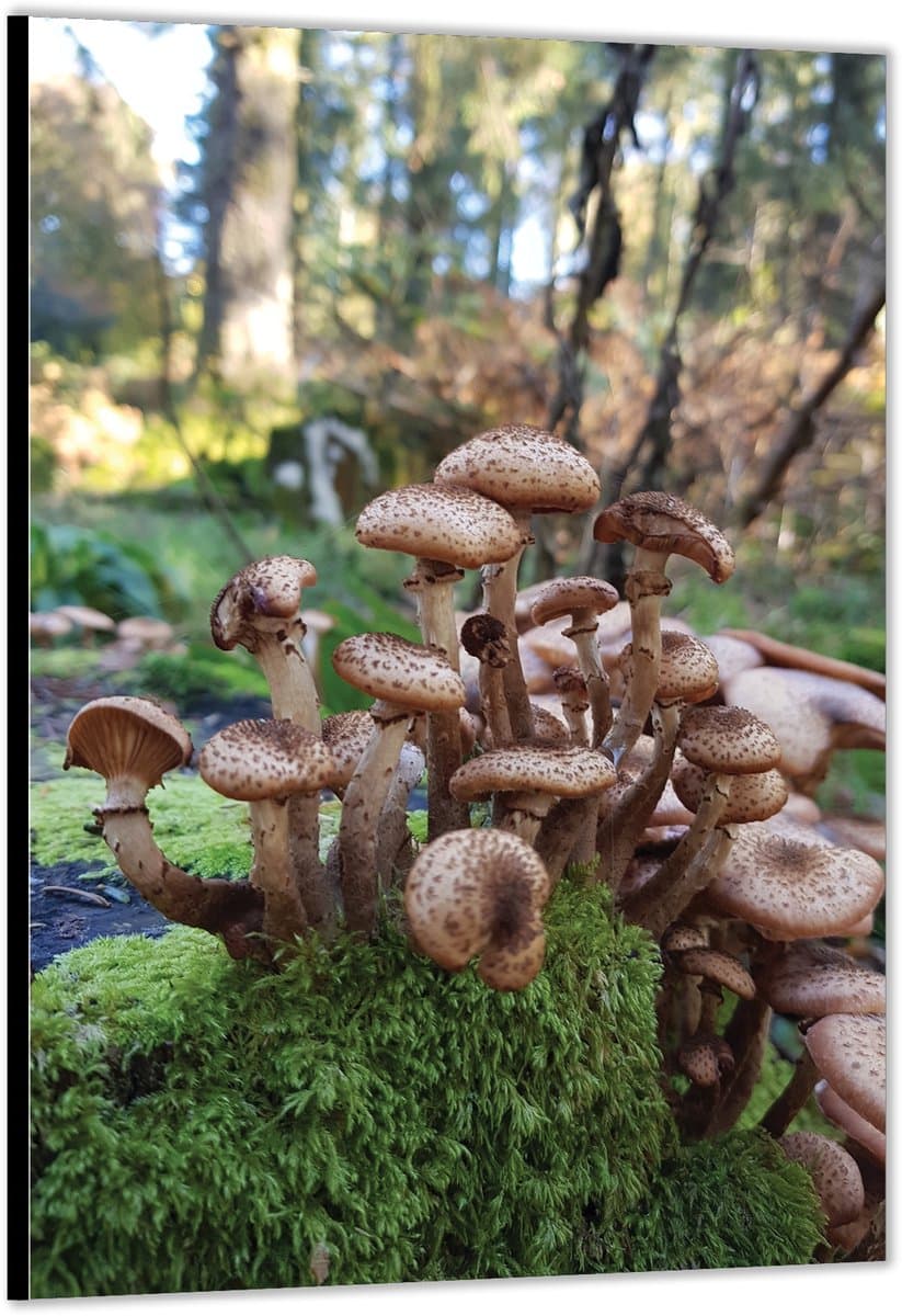 Dibond –Paddenstoelen in het Bos– 30x40cm Foto op Aluminium (Met Ophangsysteem)