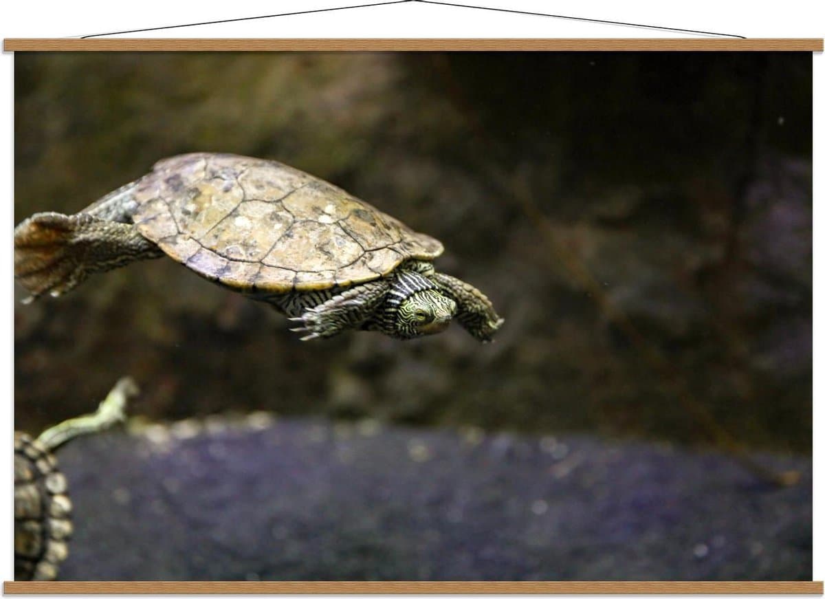 Schoolplaat – Zwemmende Schildpad Klein - 150x100cm Foto op Textielposter (Wanddecoratie op Schoolplaat)