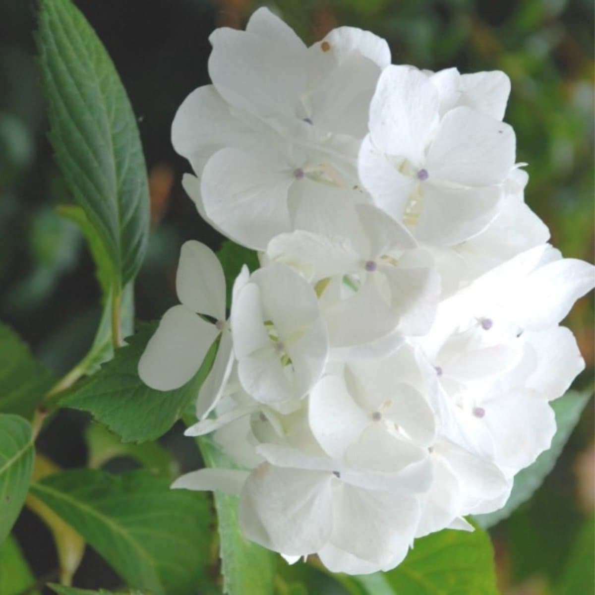 Hortensia (Hydrangea macrophylla) - Soeur Thérèse - Vaste planten - Bijen-Vlinders - Snijbloemen - (Ook)-Voor in huis - Zomerbollen - Voorjaarsbollen
