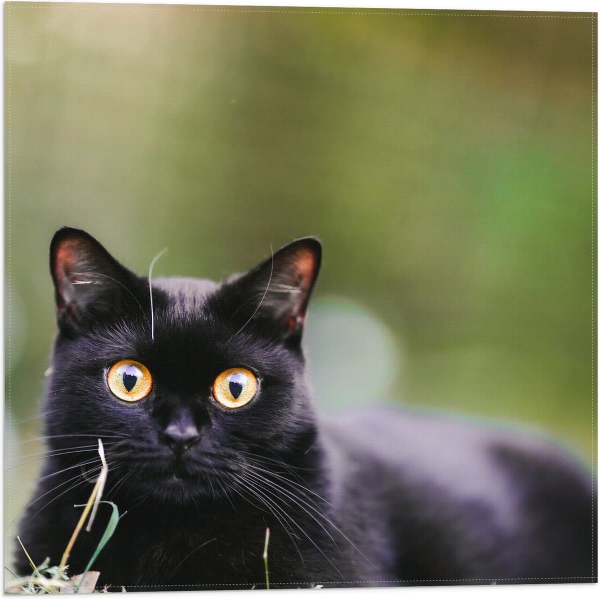 Vlag - Schattige Zwarte Poes - 50x50 cm Foto op Polyester Vlag