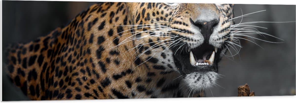 PVC Schuimplaat- Luipaard met Scherpe Tanden - 150x50 cm Foto op PVC Schuimplaat
