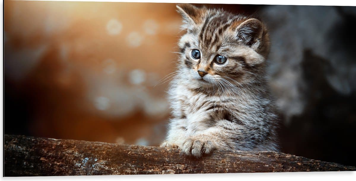 Dibond - Gestreepte Kitten achter een Boomstam - 100x50 cm Foto op Aluminium (Met Ophangsysteem)