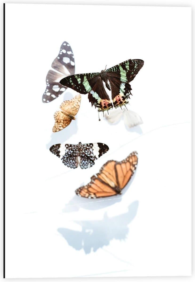 Dibond - Schildering van Vlinders op Witte Achtergrond - 40x60cm Foto op Aluminium (Wanddecoratie van metaal)