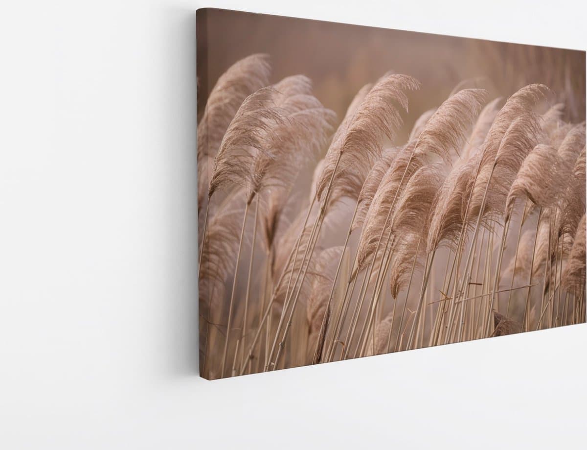 Saammp Canvas Schilderij - Pampas pluimen in de natuur - Bloemen - 40x30 - Foto op canvas - Wanddecoratie - Muurdecoratie Woonkamer - Kantoor Decoratie
