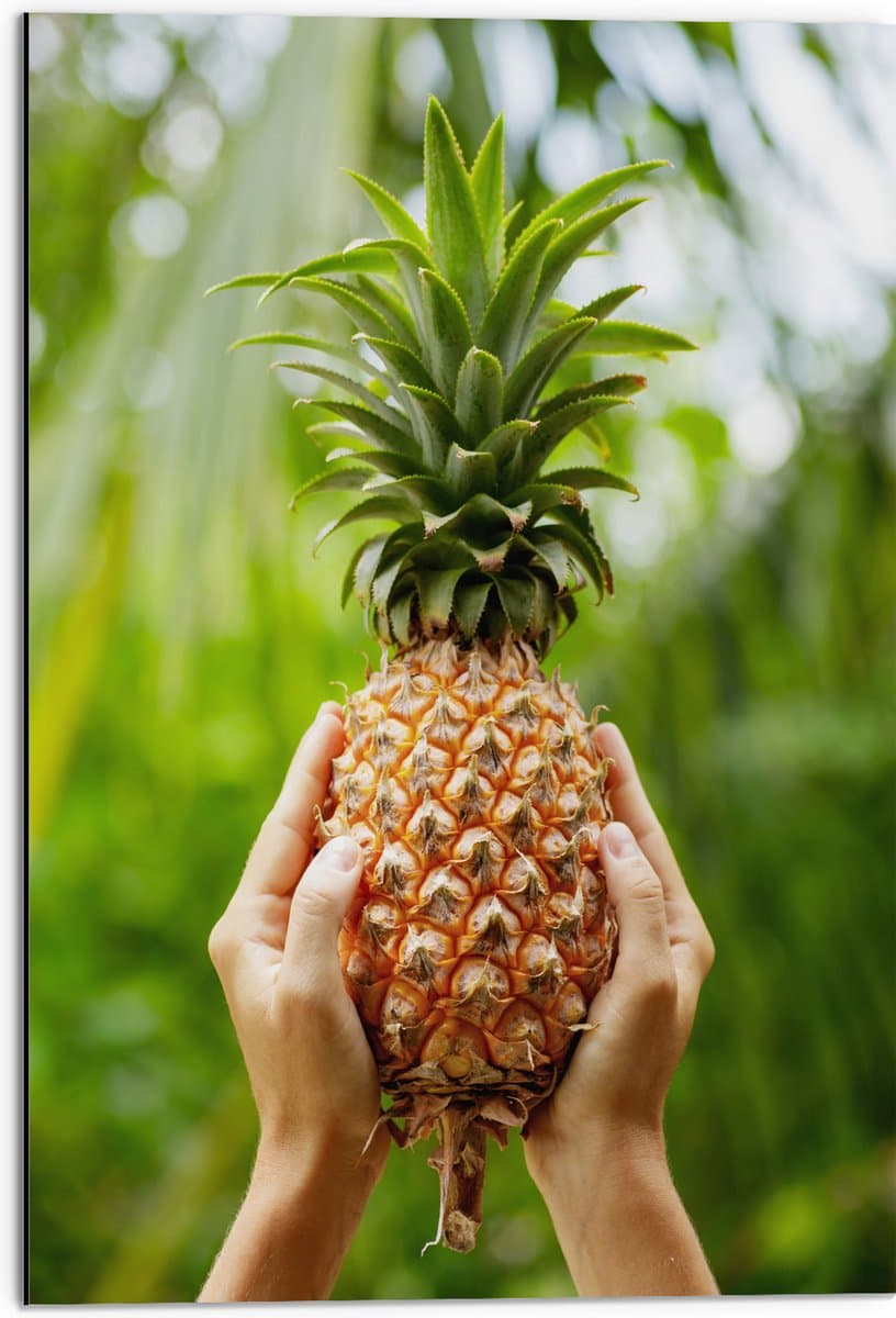 Dibond - Verse tropische Ananas in Mensenhanden - 50x75 cm Foto op Aluminium (Wanddecoratie van metaal)