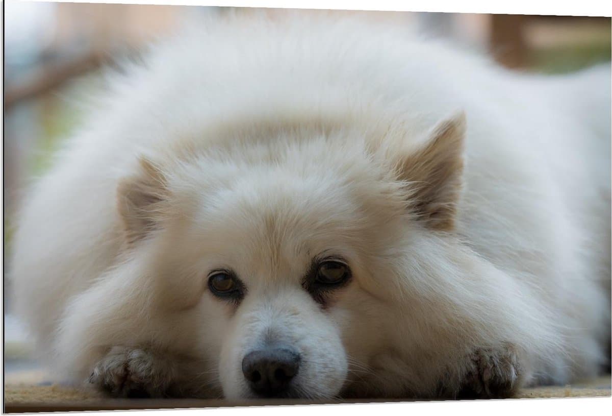 Dibond - Liggende Witte Hond - 120x80cm Foto op Aluminium (Wanddecoratie van metaal)
