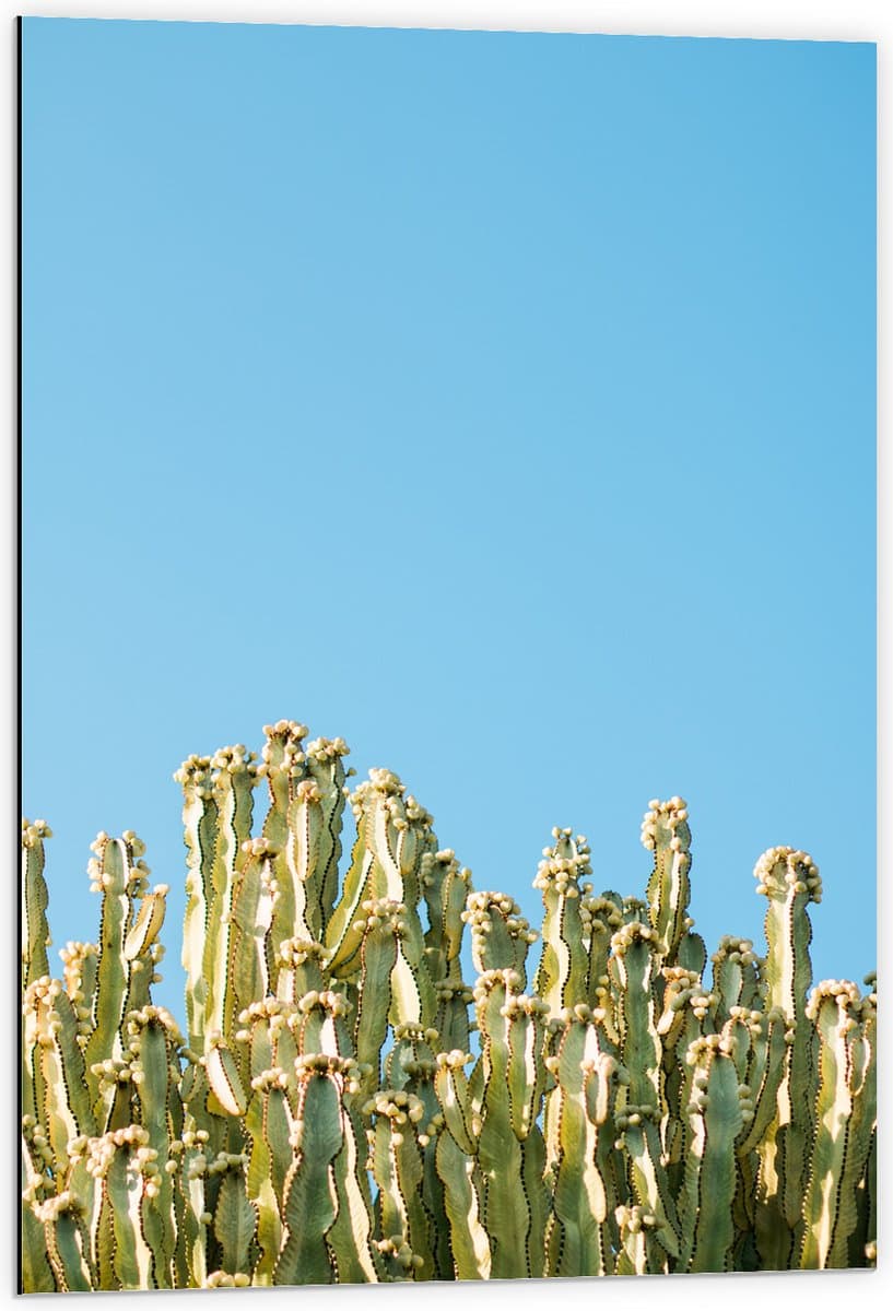 Dibond - Smalle Groene Planten boven Stralend Blauwe Lucht - 60x90 cm Foto op Aluminium (Wanddecoratie van metaal)