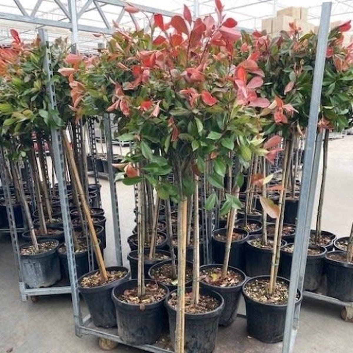 2 x Photinia Fraseri 'Red Robin' op stam - Glansmispel Boompje met stamhoogte 90cm