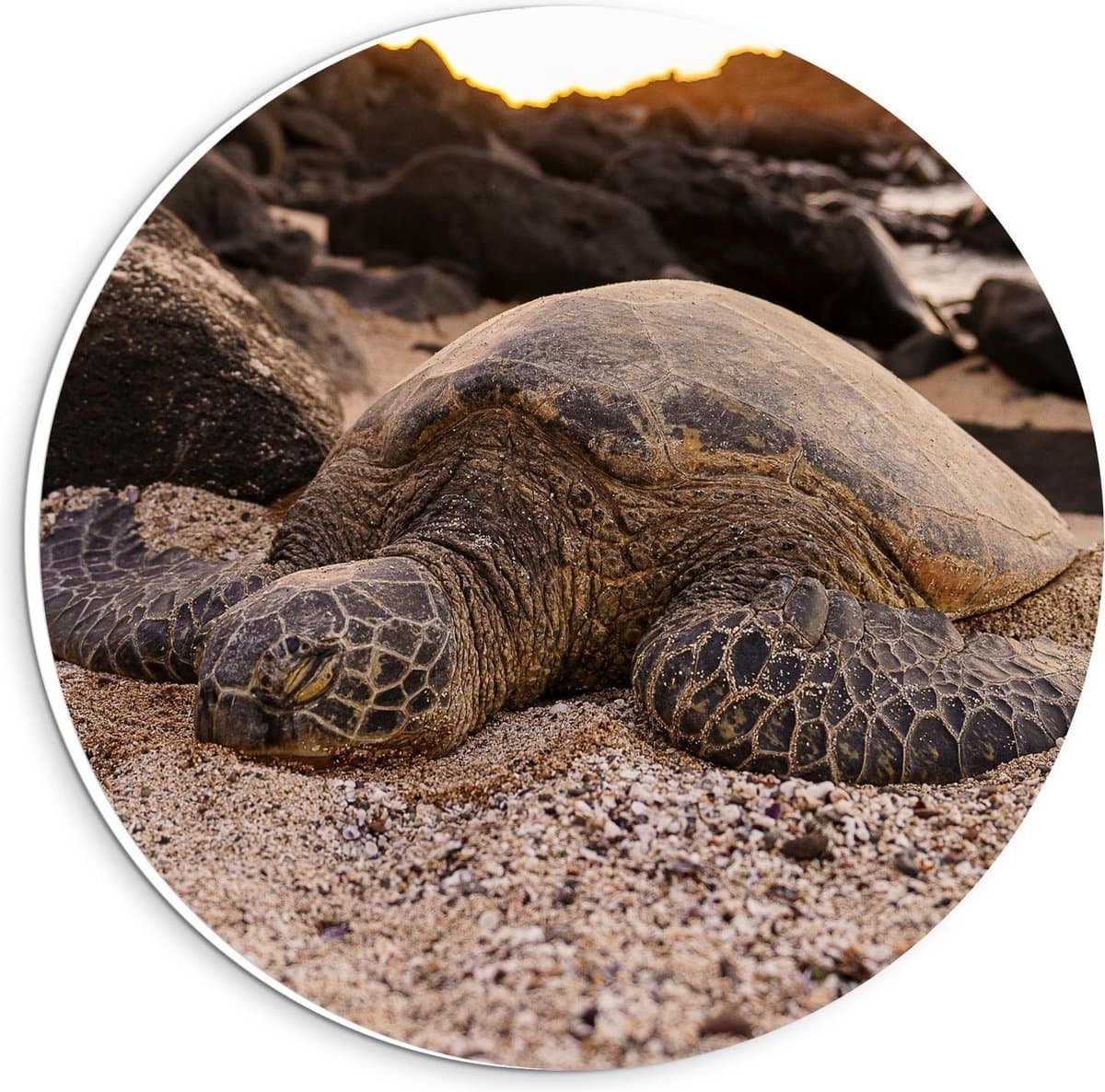 Forex Wandcirkel - Reuzeschildpad op Strand - 20x20cm Foto op Wandcirkel (met ophangsysteem)
