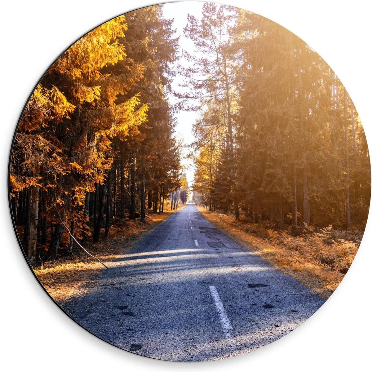 Dibond Wandcirkel - Zon tussen de Bomen door op de Weg - 30x30cm Foto op Aluminium Wandcirkel (met ophangsysteem)