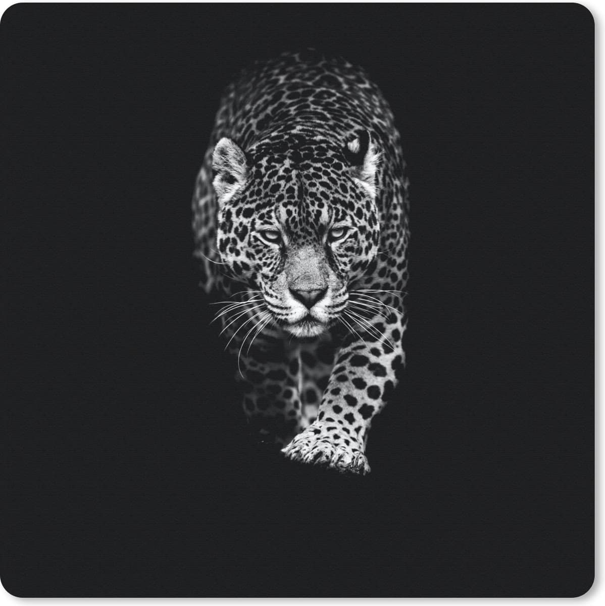 Muismat 30x30 cm - Mousepad Dieren - Zwart - Luipaard - Wit - Wild - Muismatten