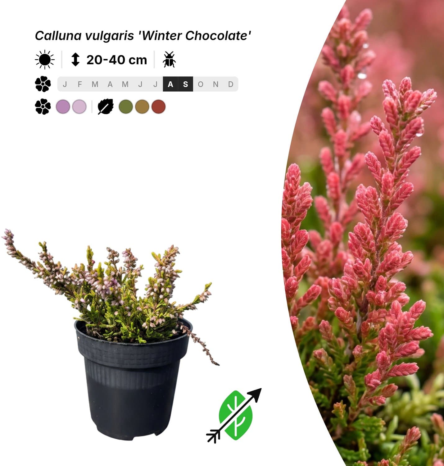 Singleplants - 6x Calluna vulgaris 'Winter Chocolate' - Pot P9,5 - bodembedekker - in bloeiperiode
