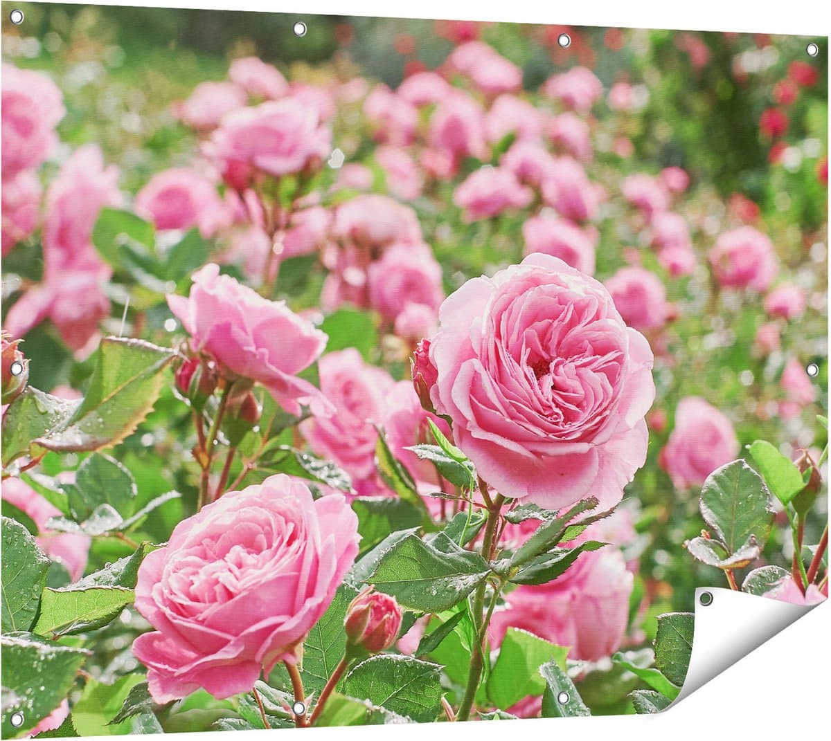 Gards Tuinposter Roze Rozen Bloemenveld - 120x90 cm - Tuindoek - Tuindecoratie - Wanddecoratie buiten - Tuinschilderij