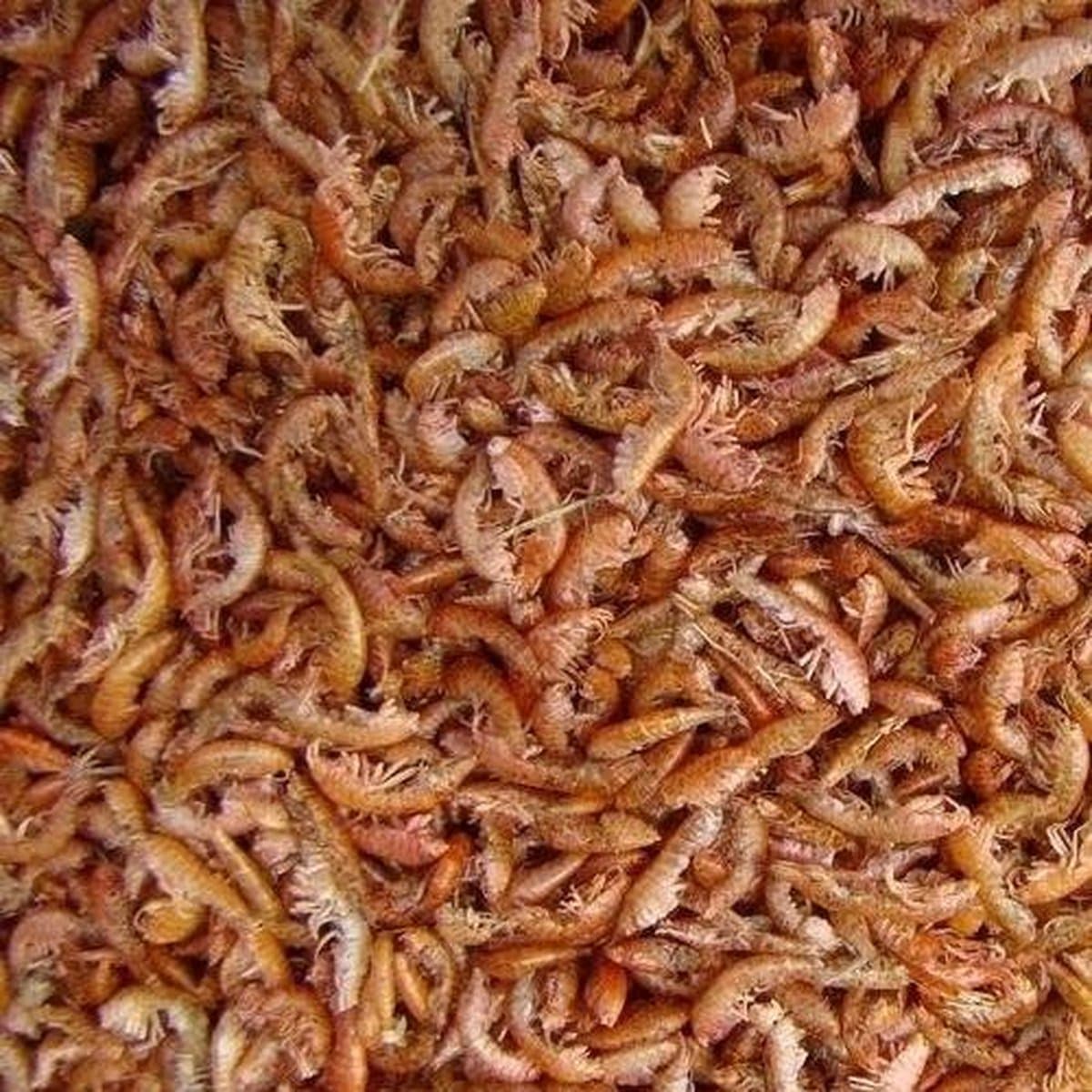 Vlokreeftjes (Gammarus) - 5 Liter - Schildpadvoer