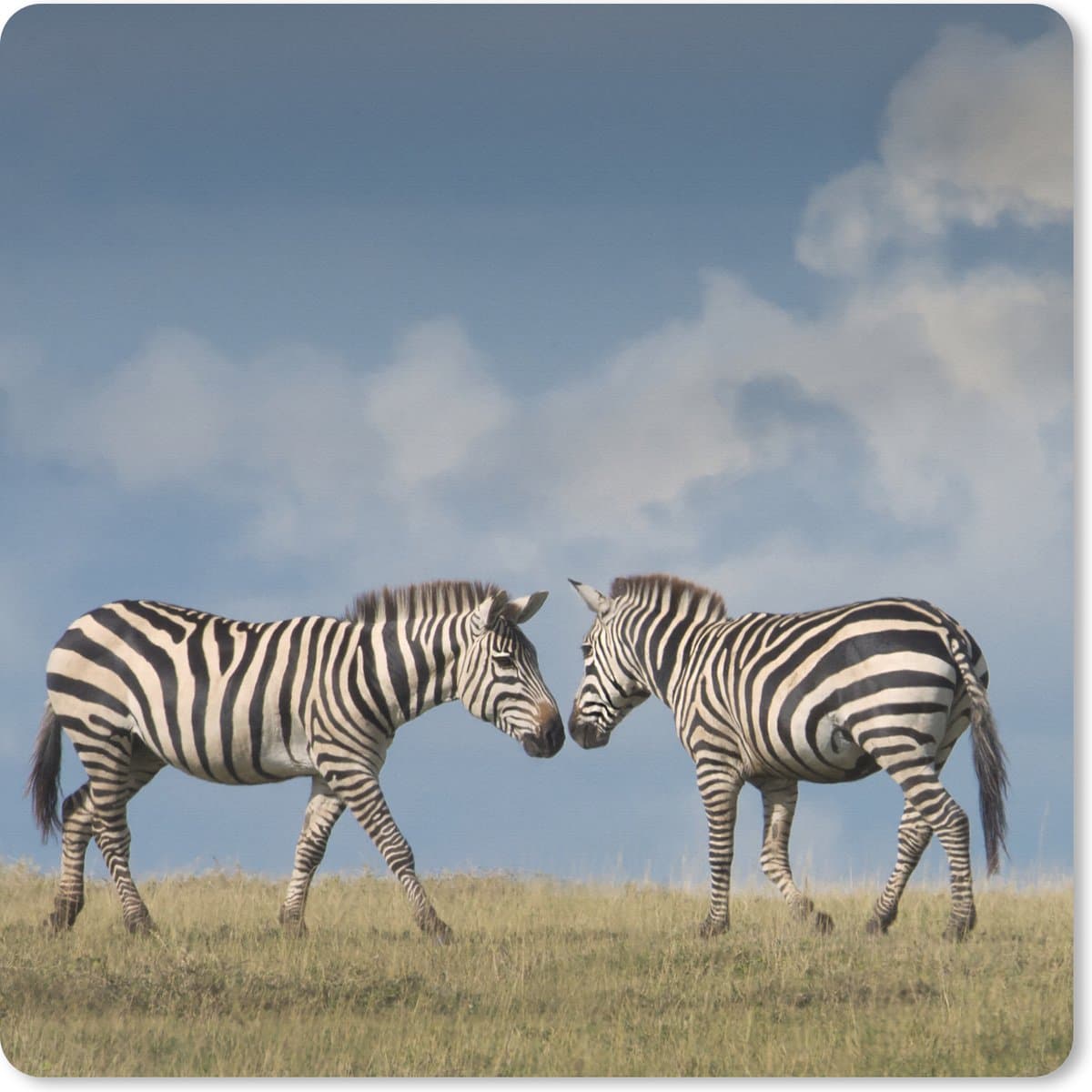 Muismat XXL 80x80 cm - Bureau onderlegger - Bureau mat Verliefde zebra's - Bureaumat - Gaming mousepad xl - Bureaulegger groot - Computer deskmat