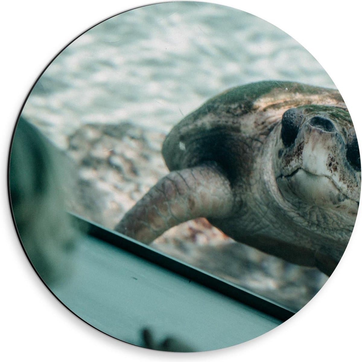 Dibond Wandcirkel - Schildpad in Aquarium  - 30x30cm Foto op Aluminium Wandcirkel (met ophangsysteem)