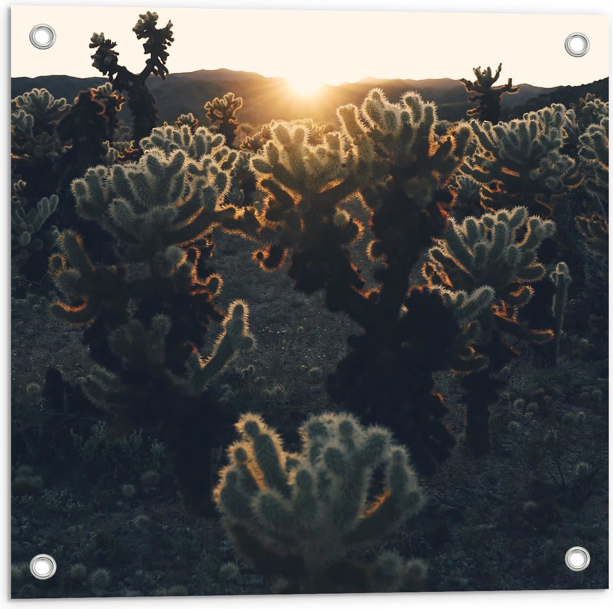 Tuinposter – Cactussen in Woestijn bij Zonsondergang - 50x50 cm Foto op Tuinposter (wanddecoratie voor buiten en binnen)