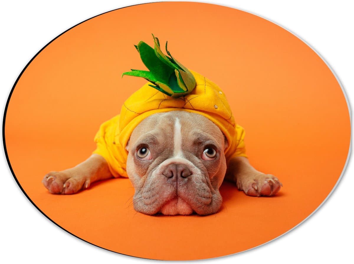 Dibond Ovaal - Hond met Ananas Pak bij een Oranje Achtergrond - 40x30 cm Foto op Ovaal (Met Ophangsysteem)