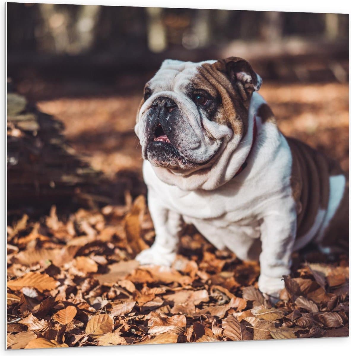 Forex - Buldog Hondje in Bos - 100x100cm Foto op Forex