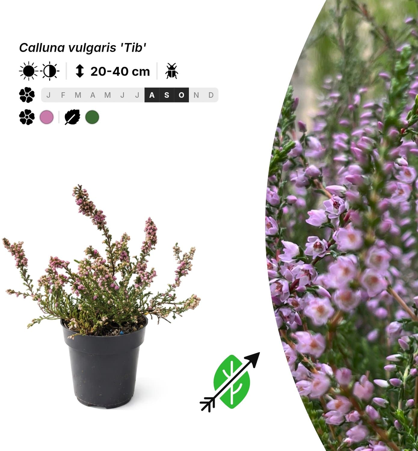 Singleplants - 6x Calluna vulgaris 'Tib' - Pot P9,5 - bodembedekker - winterhard tot -35°C