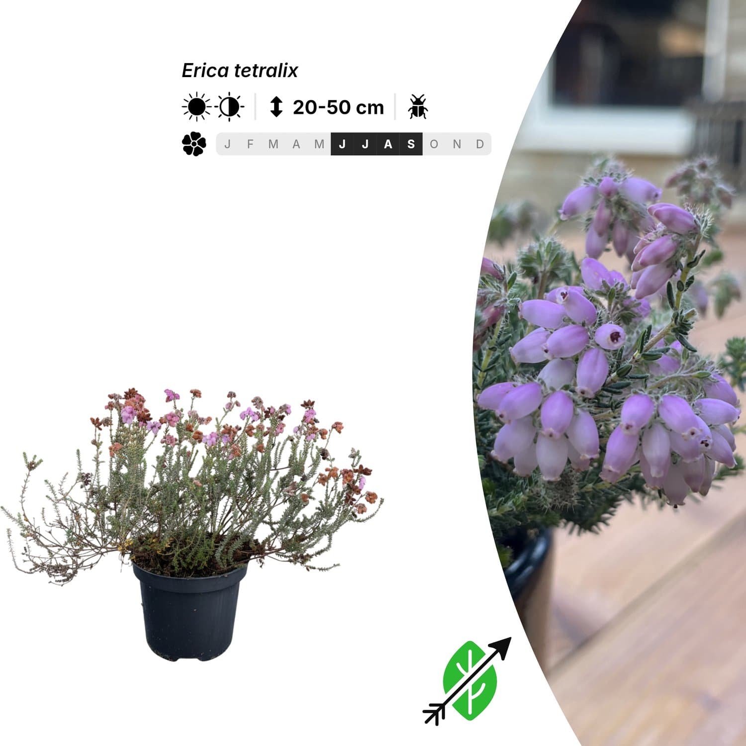 Singleplants - 6x Erica tetralix - Pot C1.5 - bodembedekker - winterhard tot -25°C