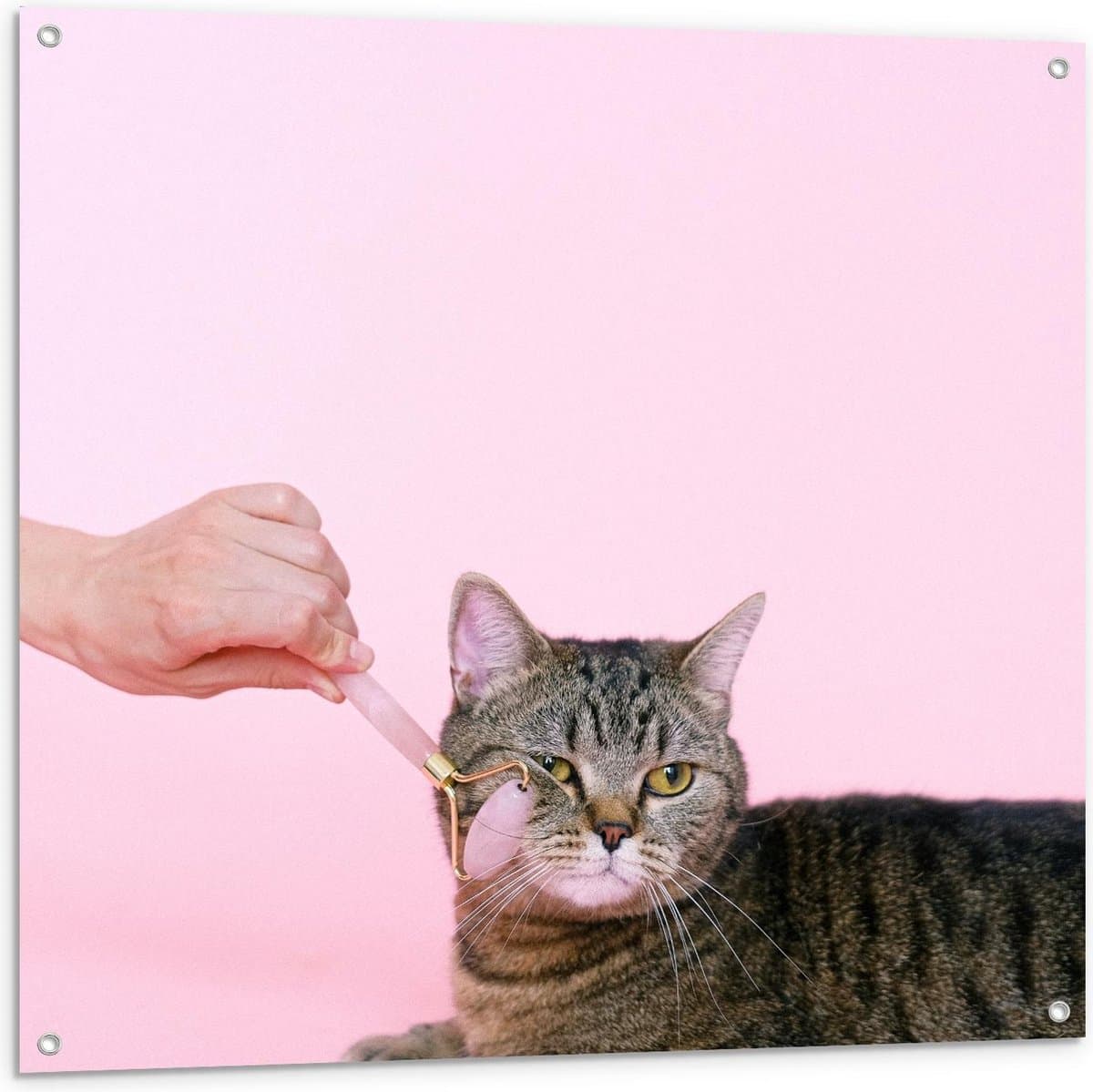 Tuinposter – Verzorgende Kat - 100x100cm Foto op Tuinposter (wanddecoratie voor buiten en binnen)