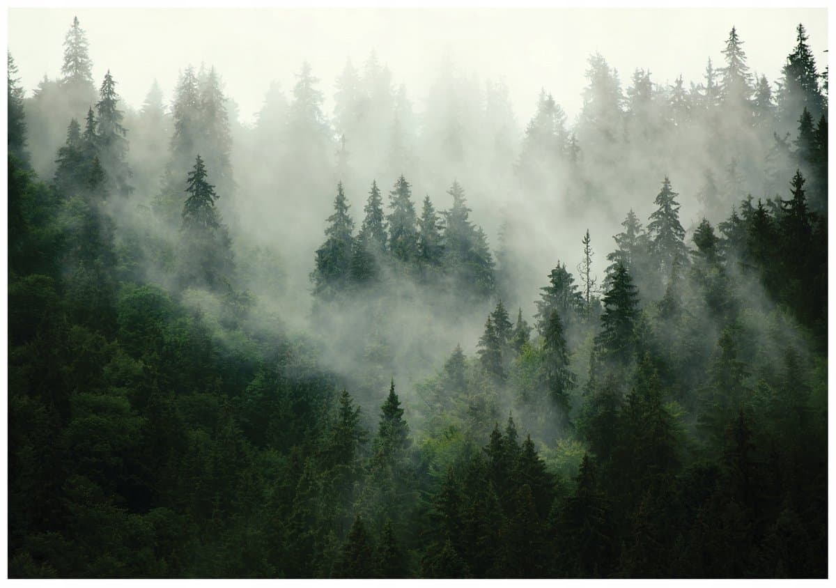 WALLARENA - Fotobehang - 300x210 cm - Fototapete van een bos in de mist voor de slaapkamer en woonkamer, vliesbehang