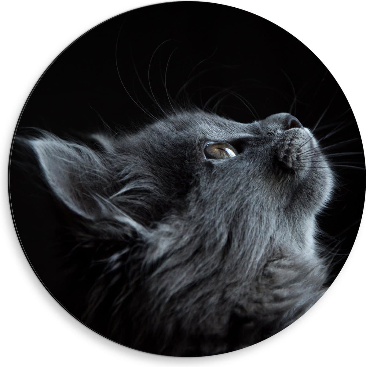 Dibond Muurcirkel - Grijze Poes Starend naar Boven - 50x50 cm Foto op Aluminium Muurcirkel (met ophangsysteem)