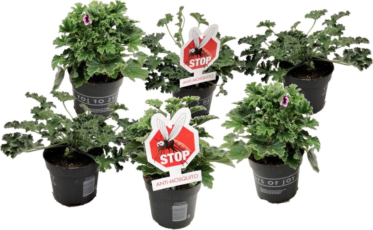 Plant in a Box - Anti-muggen Geraniums - Set van 6 - Winterharde tuinplanten - Pot 10.5cm - Hoogte 20-30cm
